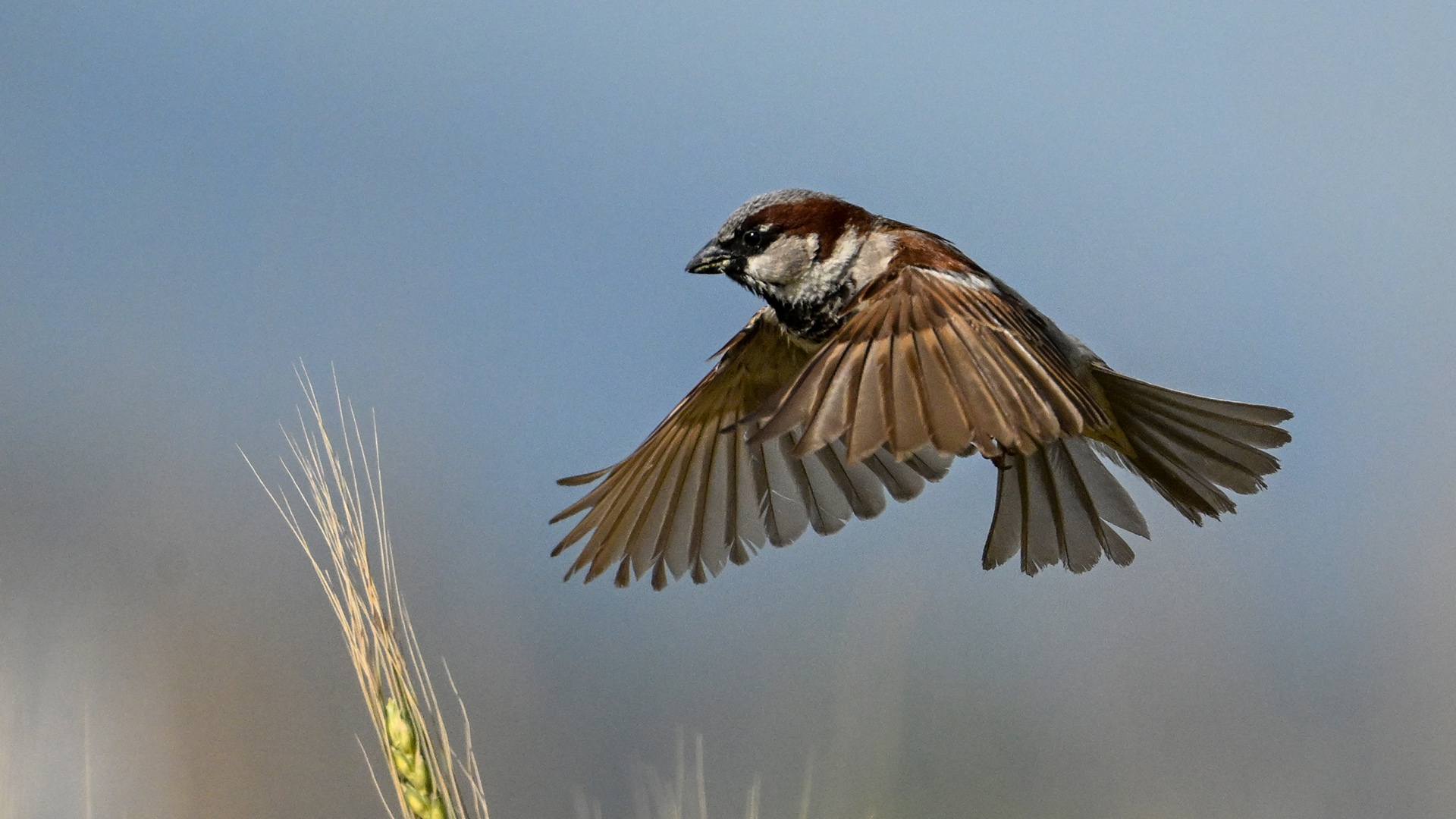 House Sparrow